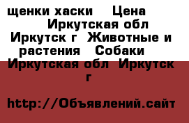 щенки хаски  › Цена ­ 10 000 - Иркутская обл., Иркутск г. Животные и растения » Собаки   . Иркутская обл.,Иркутск г.